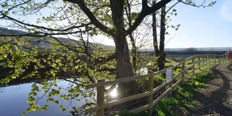 Tree overlooking a river bordered by a fence