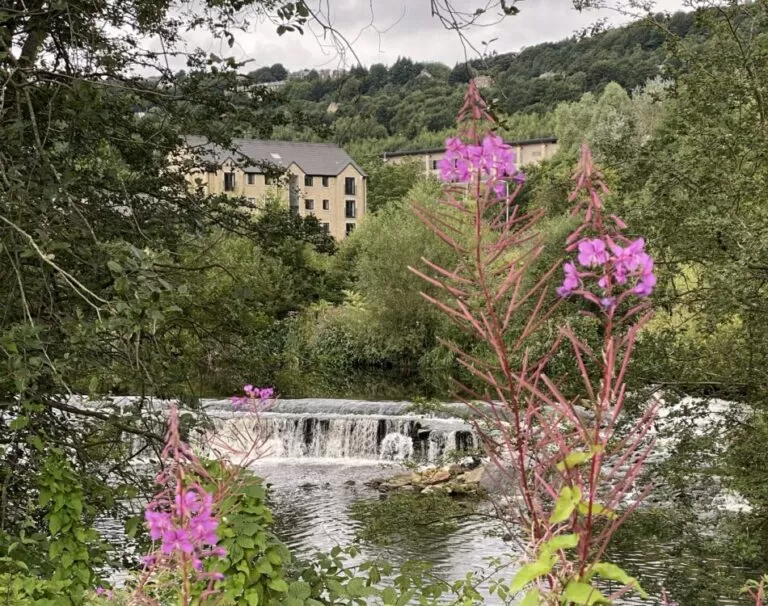 River and weir surrounded by trees with housing in the background